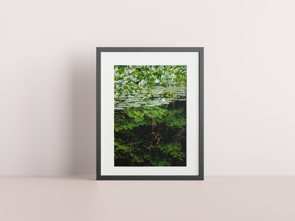 Black Water Lilies