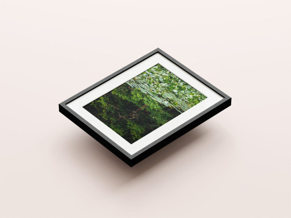 Black Water Lilies - Image 2