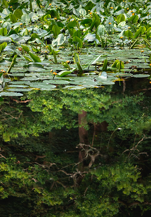 Black Water Lilies - Image 3