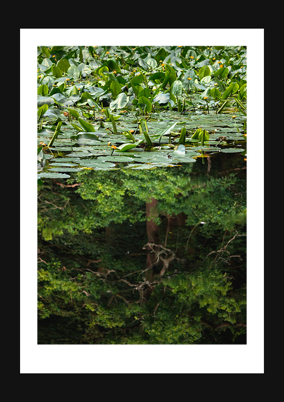 Black Water Lilies - Image 4
